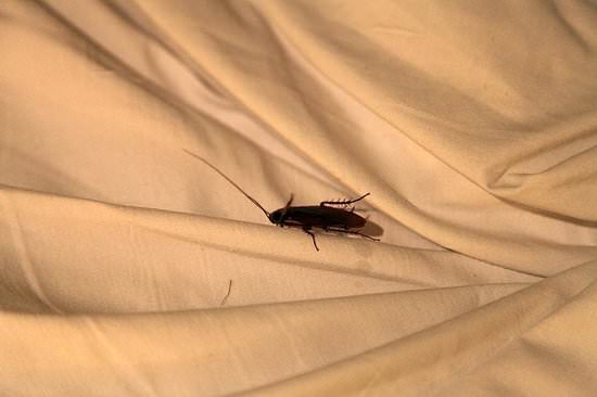 valentin-imperial-maya